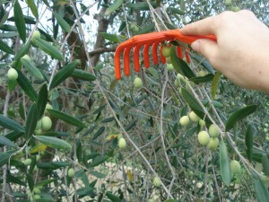 Raccolta olive a mano   